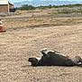 Toby Keith is registered to the contest to win money with this photo: dog, lying_down, outdoor, gravel, traffic_cone, trash_bin, mountains, bushes, relaxed, animal, pet, nature, sunlight, rural, open_space, brown, black, white, daytime, quiet