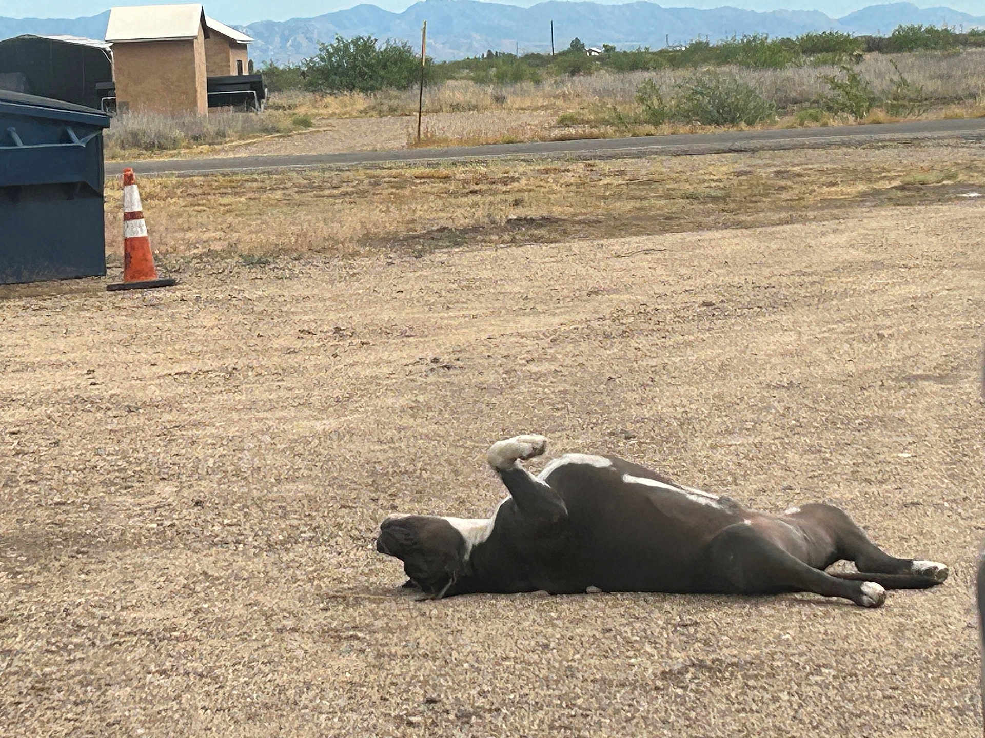 Toby Keith is registered to the contest to win money with this photo: dog, lying_down, outdoor, gravel, traffic_cone, trash_bin, mountains, bushes, relaxed, animal, pet, nature, sunlight, rural, open_space, brown, black, white, daytime, quiet