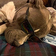 Toby Keith joined the competition — help win amazing prizes! animal, blanket, brown, canine, closeup, comfort, companion, cozy, dog, eyewear, fur, indoor, napping, pet, plaid, relaxed, resting, sleeping, sunglasses, white