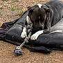 animal, brown, canine, chewing, closeup, cushion, daylight, dog, fur, gravel, ground, outdoor, paw, pet, playful, relaxing, resting, rope_toy, toy, white_markings