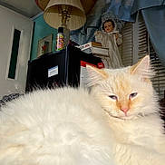 Zara is registered to the contest to win money with this photo: cat, fluffy, cream_colored, sleepy, indoor, lamp, sombrero, doll, vintage, shelf, cluttered, furniture, curtains, window_blinds, household, relaxing, pet, close_up, portrait, cozy