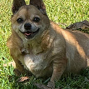 Jasmine is registered to the contest to win money with this photo: dog, grass, outdoor, pet, smiling, sunlight, happy, canine, animal, fur, ears, tongue, nature, leaf, relaxed, cute, mammal, shadow, daytime, small_dog