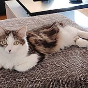 Vivi a rejoint le concours — aidez-le/la à gagner de superbes lots ! cat, tabby, white_fur, yellow_eyes, lounging, couch, gray_couch, indoor, home_interior, wood_floor, table, curious, pet, feline, relaxed, fur, animal, domestic_cat, resting, cozy