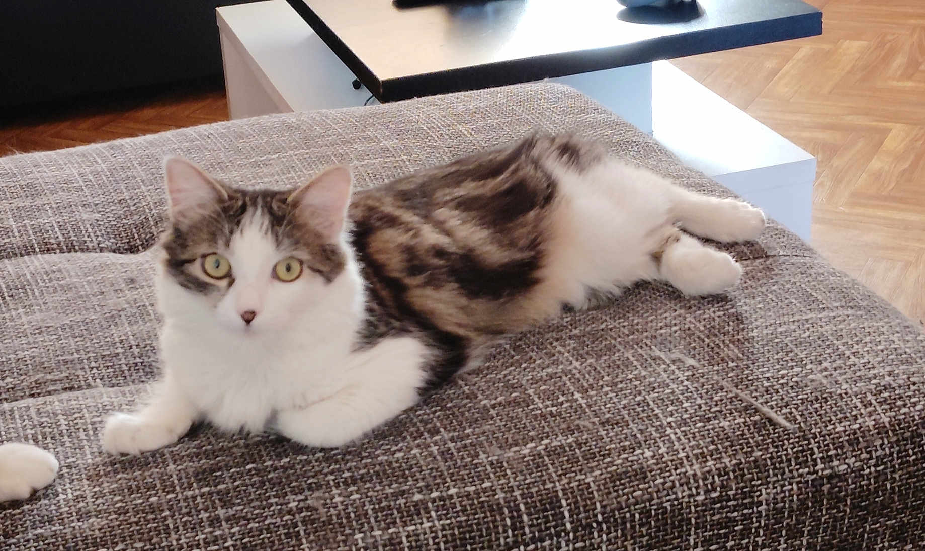 Vivi a rejoint le concours — aidez-le/la à gagner de superbes lots ! cat, tabby, white_fur, yellow_eyes, lounging, couch, gray_couch, indoor, home_interior, wood_floor, table, curious, pet, feline, relaxed, fur, animal, domestic_cat, resting, cozy