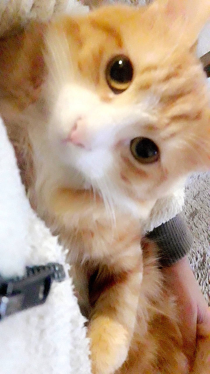 Pitchou a rejoint le concours — aidez-le/la à gagner de superbes lots ! aegean_cat, american_curl, carnivore, cat, european_shorthair, eye, fawn, felidae, fur, kitten, mammal, munchkin, nose, paw, polydactyl_cat, small_to_medium_sized_cats, snout, turkish_angora, turkish_van, whiskers