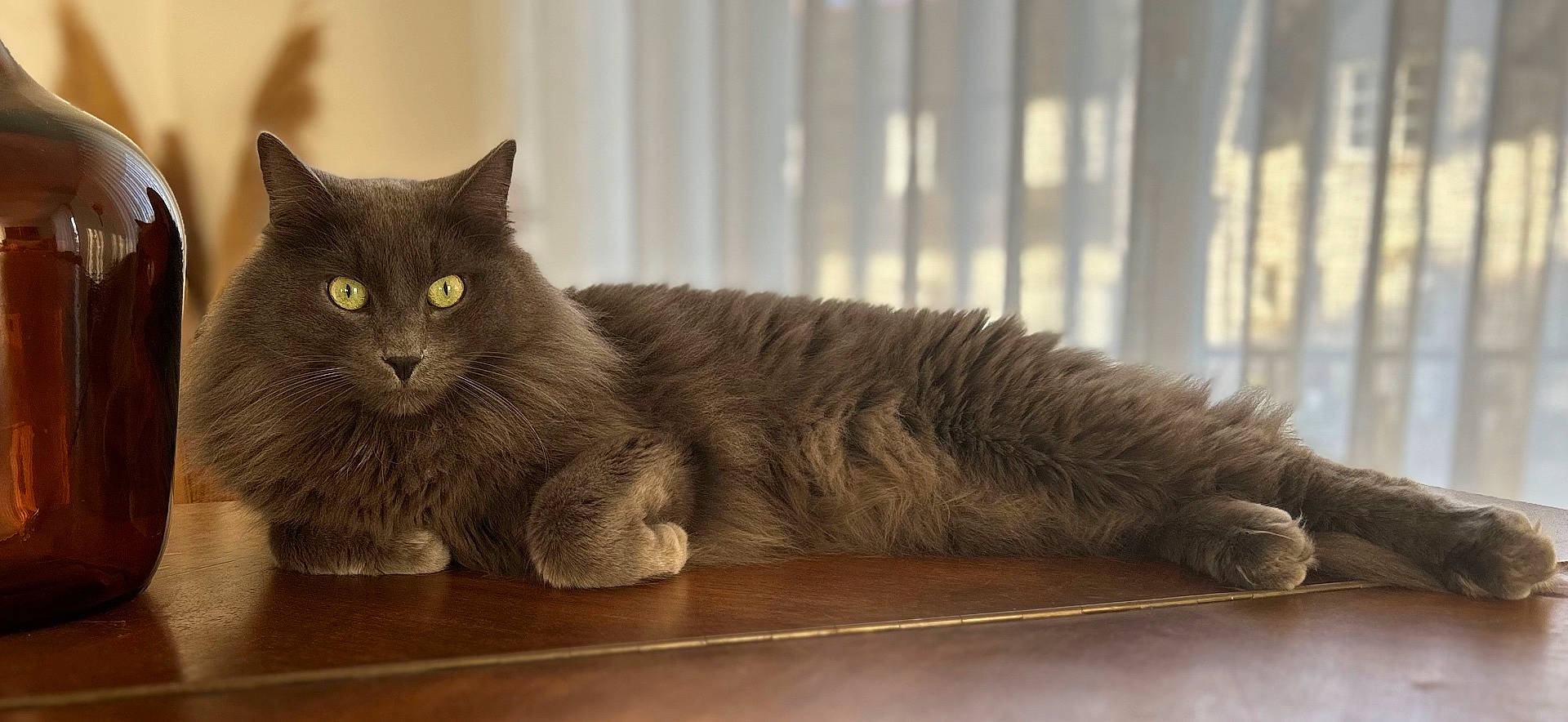 Gaston a rejoint le concours — aidez-le/la à gagner de superbes lots ! abyssinian, alcohol, angora, animal, beer, beerbottle, beverage, blackcat, bottle, cat, glass, hardwood, kitten, liquor, manx, pet, plywood, window, windowsill, wood