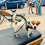Vaïa participe au concours pour gagner de l'argent avec cette photo : dog, jack_russell, pet, animal, smiling, happy, standing, harness, leash, outdoor, sidewalk, boardwalk, bicycle, cars, parking, people, women, summer, bench, portrait
