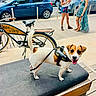 dog, jack_russell, pet, animal, smiling, happy, standing, harness, leash, outdoor, sidewalk, boardwalk, bicycle, cars, parking, people, women, summer, bench, portrait