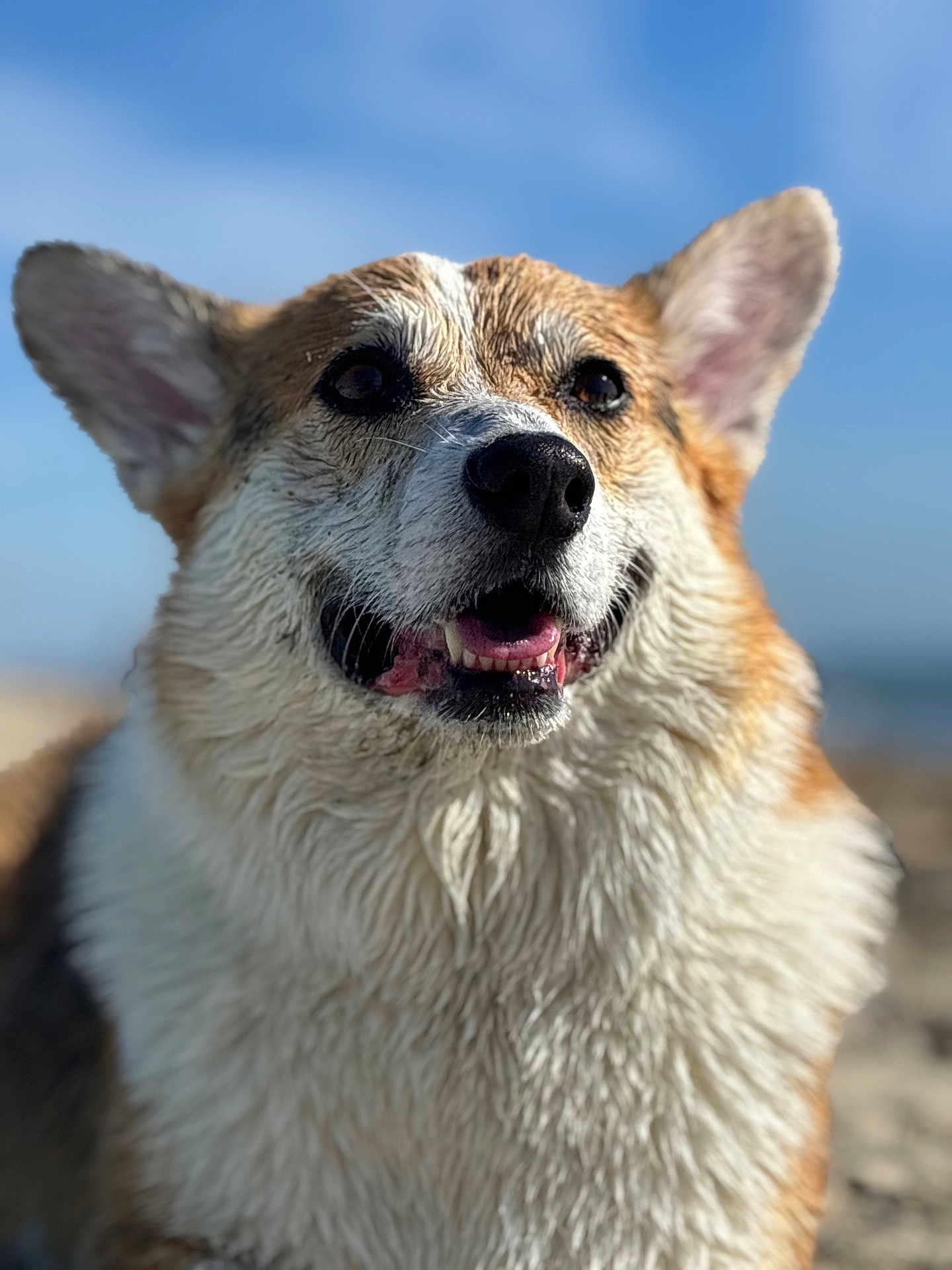 Indy is registered to the contest to win money with this photo: dog, corgi, wet_fur, smiling, outdoor, blue_sky, ears, tongue, happy, pet, animal, closeup, portrait, canine, fur, mouth, nose, daylight, nature, cute