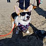 Indy joined the competition — help win amazing prizes! dog, corgi, sunglasses, bandana, beach, sand, leash, water_bowl, person, shadow, sunny, outdoor, pet, canine, casual, walking, relaxation, summer, animal, fun