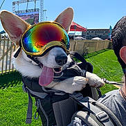 Indy is registered to the contest to win money with this photo: dog, corgi, goggles, backpack, tongue_out, ears, person, outdoor, sunny, grass, stadium, reflection, event, fence, happy, pet, animal, leash, daytime, closeup