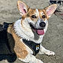 Indy joined the competition — help win amazing prizes! dog, corgi, beach, sand, tongue_out, harness, pet, animal, outdoor, sunlight, happy, canine, fur, closeup, lying_down, summer, playful, cute, mammal, daytime