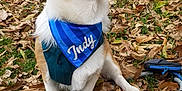 Indy is registered to the contest to win money with this photo: corgi, dog, bandana, blue, outdoor, grass, leaves, fall, autumn, pet, tongue_out, happy, animal, canine, sitting, nature, playful, fur, ears, smiling