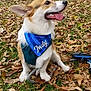 corgi, dog, bandana, blue, outdoor, grass, leaves, fall, autumn, pet, tongue_out, happy, animal, canine, sitting, nature, playful, fur, ears, smiling