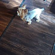 Rebel joined the competition — help win amazing prizes! dog, small_dog, indoor, wooden_floor, chair, shadow, light, pet, animal, fur, ears, floor, home, domestic, standing, brown, white, furniture, sunlight, cozy