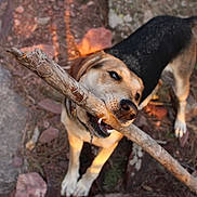 Nova is registered to the contest to win money with this photo: dog, stick, outdoor, rocks, sunlight, animal, pet, nature, playful, canine, brown, black, fur, collar, snout, teeth, ground, daylight, happy, chewing