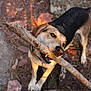dog, stick, outdoor, rocks, sunlight, animal, pet, nature, playful, canine, brown, black, fur, collar, snout, teeth, ground, daylight, happy, chewing