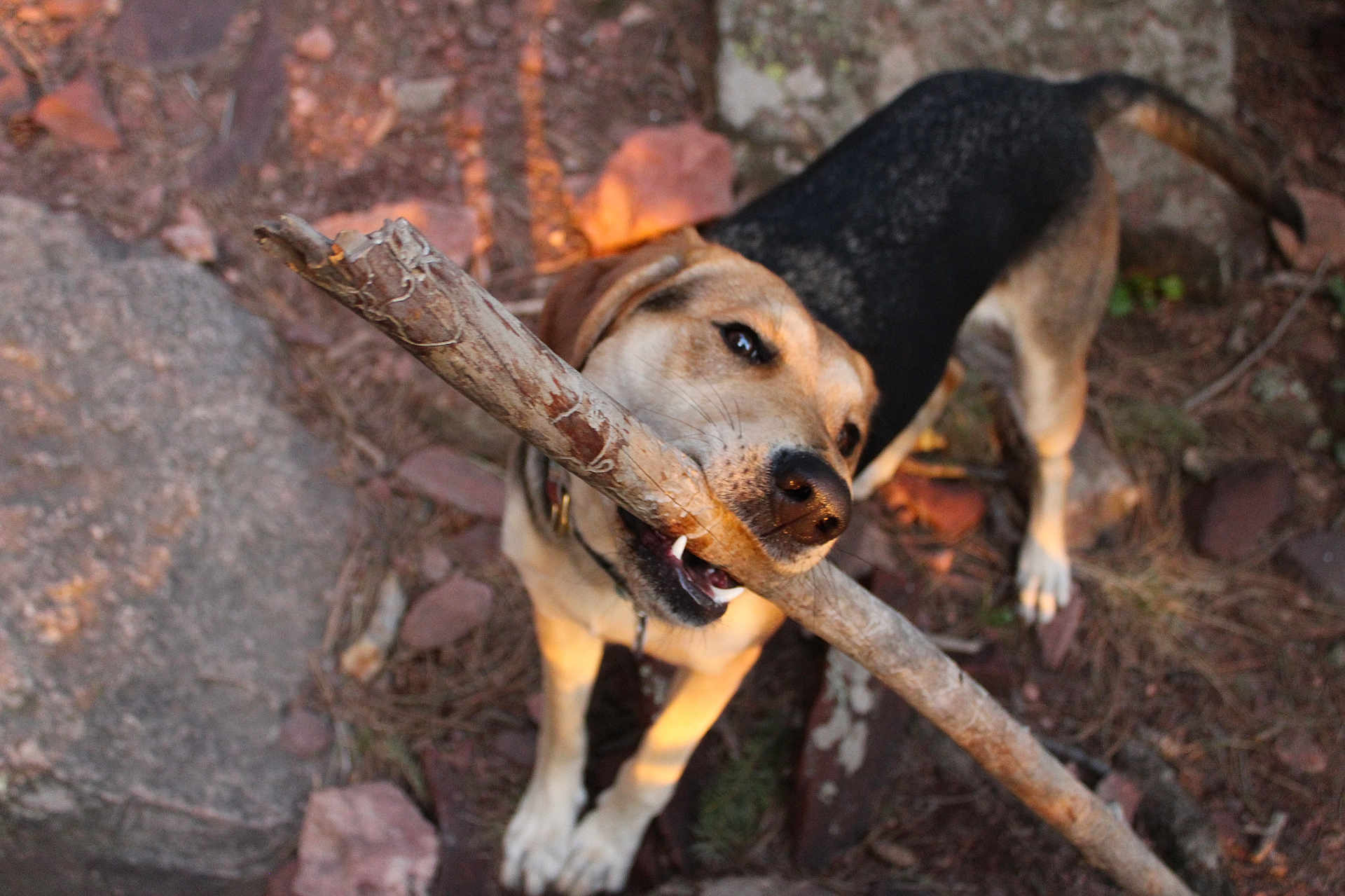 Nova is registered to the contest to win money with this photo: dog, stick, outdoor, rocks, sunlight, animal, pet, nature, playful, canine, brown, black, fur, collar, snout, teeth, ground, daylight, happy, chewing