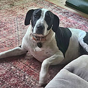 Elvis joined the competition — help win amazing prizes! animal, black_and_white, canine, carpet, collar, comfort, dog, domestic_animal, floor, fur, home, indoor, living_room, looking, lying_down, mammal, pet, relaxed, resting, rug
