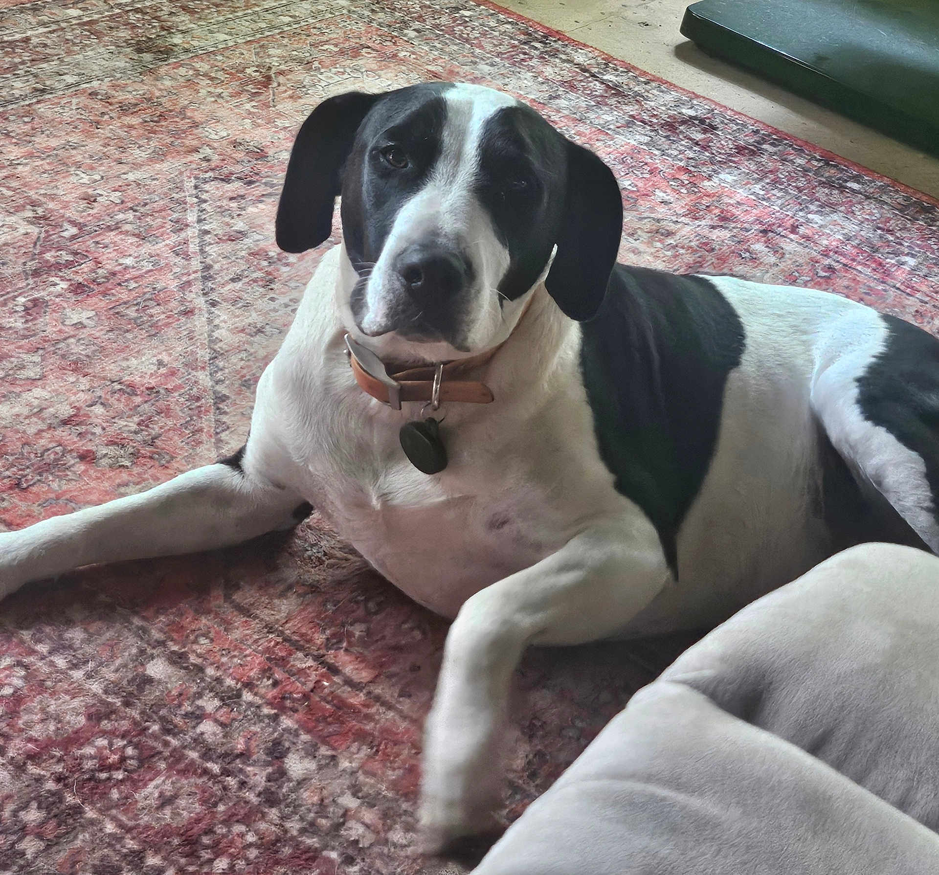 Elvis
