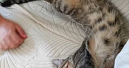 Atlas a rejoint le concours — aidez-le/la à gagner de superbes lots ! cat, tabby_cat, stretching, indoor, white_bedspread, hand, human, furniture, relaxation, sleeping, pet, cozy, comfort, paw, striped_fur, domestic_cat, close_up, animal, resting, couch