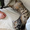 cat, tabby_cat, stretching, indoor, white_bedspread, hand, human, furniture, relaxation, sleeping, pet, cozy, comfort, paw, striped_fur, domestic_cat, close_up, animal, resting, couch