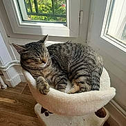 Atlas participe au concours pour gagner de l'argent avec cette photo : cat, tabby_cat, sleeping, pet, indoor, window, sunlight, cat_bed, feline, relaxing, cozy, fur, animal, resting, home, wooden_floor, daylight, peaceful, cute, comfortable