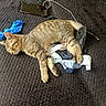 Atlas participe au concours pour gagner de l'argent avec cette photo : cat, tabby_cat, sleeping, blanket, socks, phone, charger, indoor, pet, resting, cozy, striped, feline, animal, relaxing, bedroom, lying_down, domestic_cat, paw, whiskers