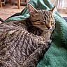 Atlas participe au concours pour gagner de l'argent avec cette photo : cat, tabby_cat, sleeping, cozy, blanket, indoor, feline, pet, fur, resting, close_up, comfort, animal, cute, relaxation, soft_texture, domestic_cat, peaceful, whiskers, tail