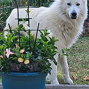 Ukyo a rejoint le concours — aidez-le/la à gagner de superbes lots ! animal, backyard, canine, daylight, dog, fence, flower_pot, flowers, fluffy_dog, garden, grass, greenery, leaf, nature, outdoor, pet, plant_support, potted_plant, summer, white_dog
