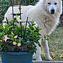 animal, backyard, canine, daylight, dog, fence, flower_pot, flowers, fluffy_dog, garden, grass, greenery, leaf, nature, outdoor, pet, plant_support, potted_plant, summer, white_dog