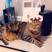 Caramel participe au concours pour gagner de l'argent avec cette photo : cat, tabby_cat, countertop, household_items, speaker, coffee_machine, tote_bag, packaging, fur, whiskers, relaxed, lying_down, indoor, decor, sparkles, heart_ears, cute, pet, domestic, feline
