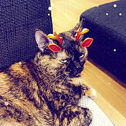 Chanelle participe au concours pour gagner de l'argent avec cette photo : animal, black, cat, closeup, cozy, cushion, digital_filter, floor, fur, furniture, home, indoor, looking_away, pet, reindeer_antlers, relaxed, resting, snow_effect, tortoiseshell, wooden_floor
