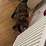 Chanelle a rejoint le concours — aidez-le/la à gagner de superbes lots ! animal, appliance, cat, corner, curious, domestic, electrical_cords, feline, flooring, fur, home, household, indoor, mammal, pet, radiator, sniffing, tail_up, tortoiseshell_cat, wooden_floor