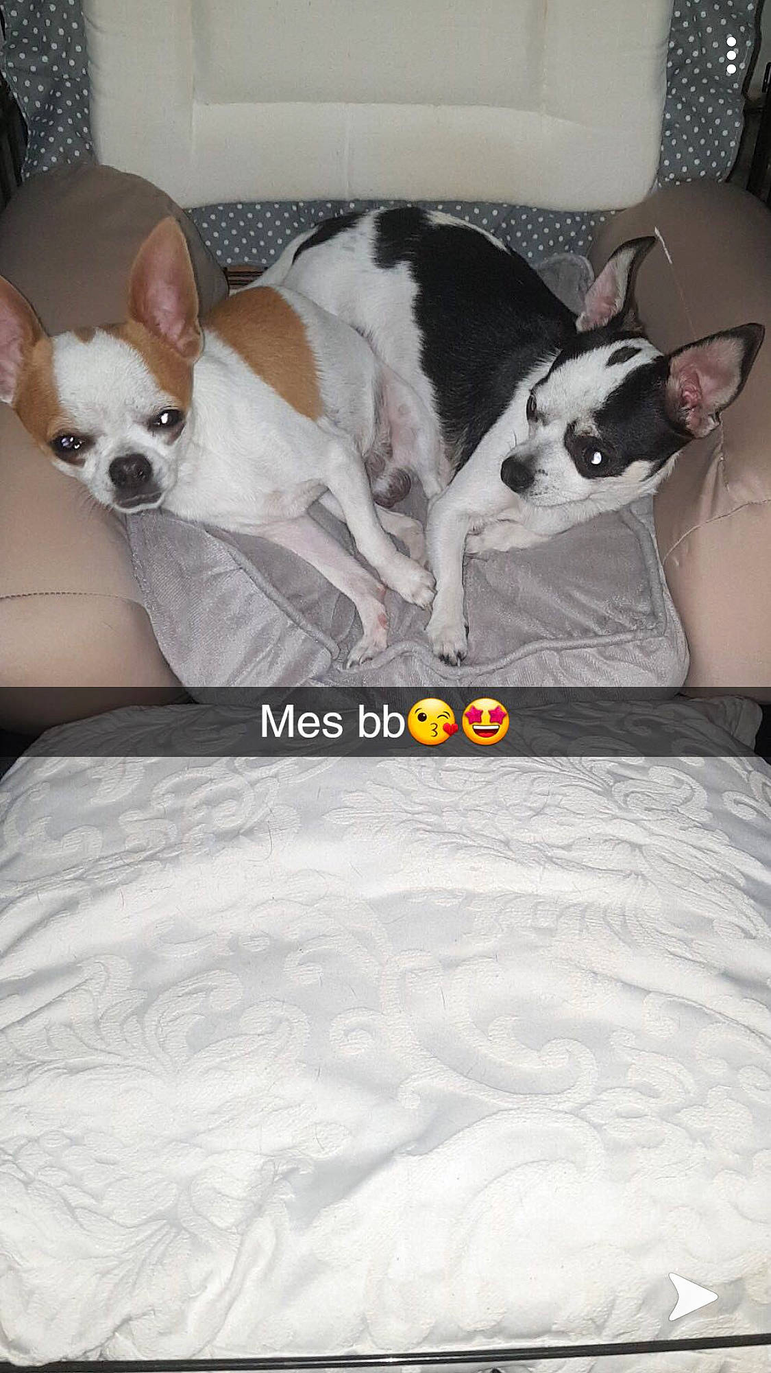 Bandit participe au concours pour gagner de l'argent avec cette photo : boston_terrier, canidae, carnivore, chihuahua, companion_dog, dog, dog_breed, ear, fawn, french_bulldog, mammal, non_sporting_group, photo_caption, snout, toy_dog, toy_fox_terrier, vertebrate