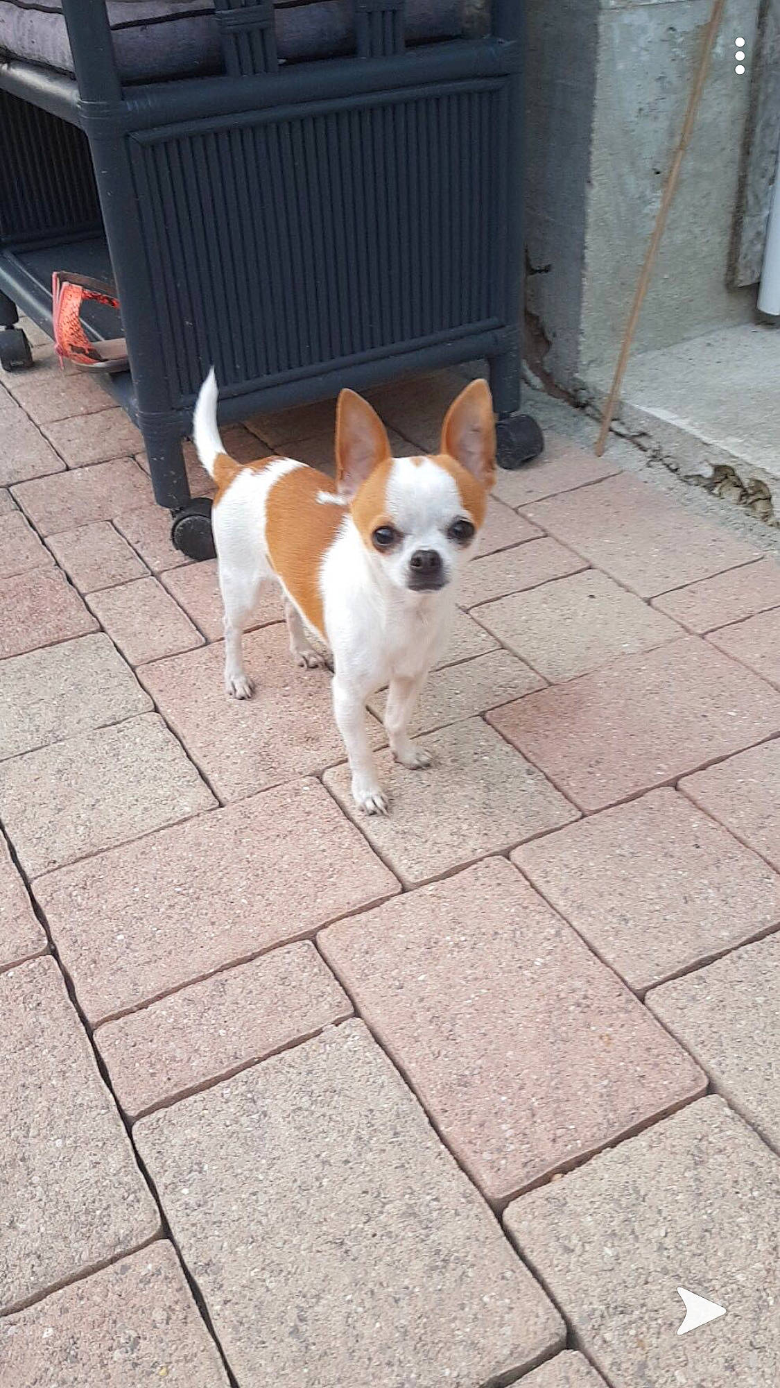 Bandit participe au concours pour gagner de l'argent avec cette photo : canidae, carnivore, chihuahua, companion_dog, dog, dog_breed, fawn, french_bulldog, mammal, snout, sporting_group, tail, teddy_roosevelt_terrier, tenterfield_terrier, toy_dog, toy_fox_terrier, vertebrate