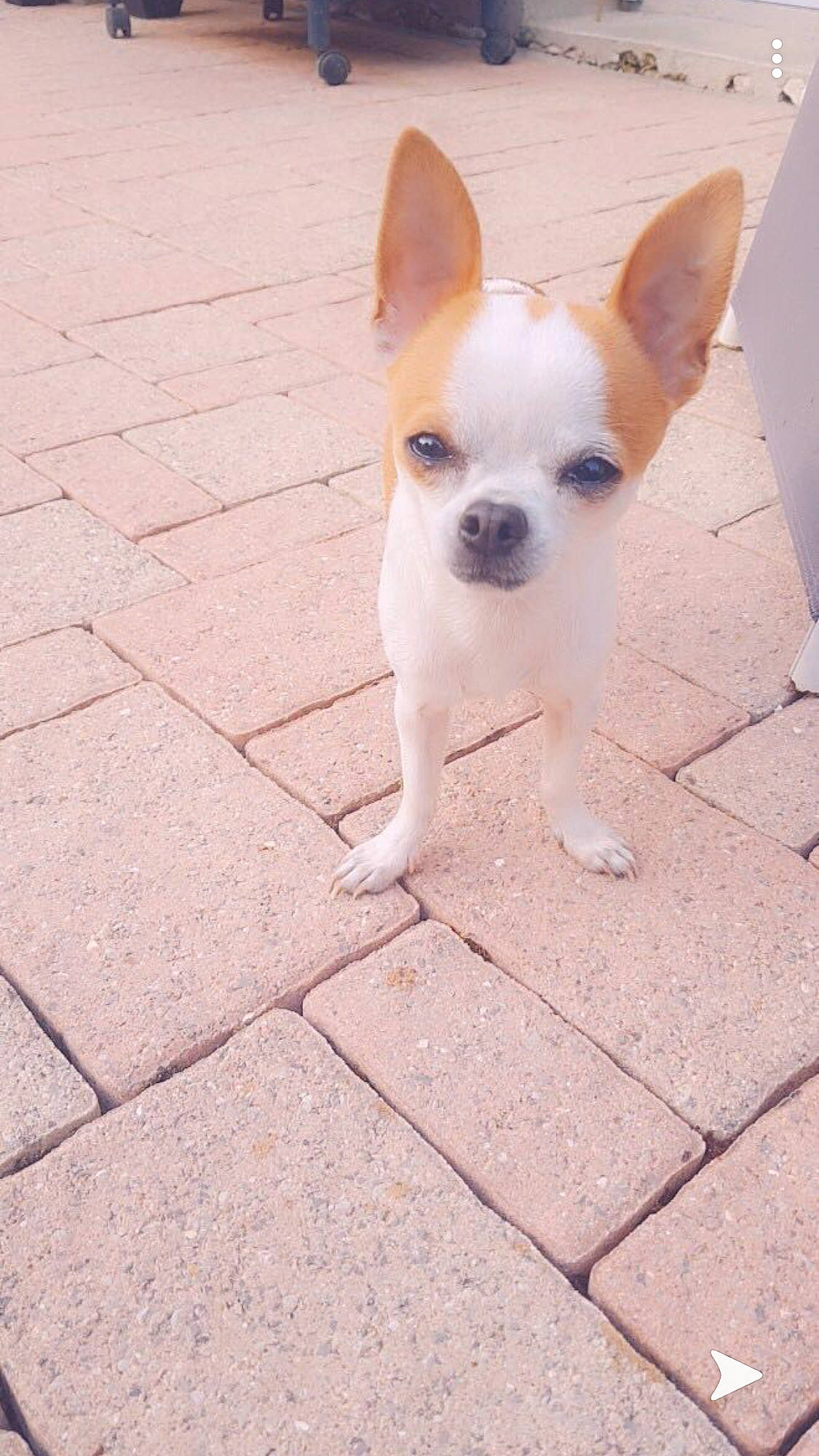 Bandit a rejoint le concours — aidez-le/la à gagner de superbes lots ! ancient_dog_breeds, canidae, carnivore, chihuahua, companion_dog, corgi_chihuahua, dog, dog_breed, ear, fawn, mammal, puppy, rare_breed_dog, snout, sporting_group, tail, toy_dog, vertebrate