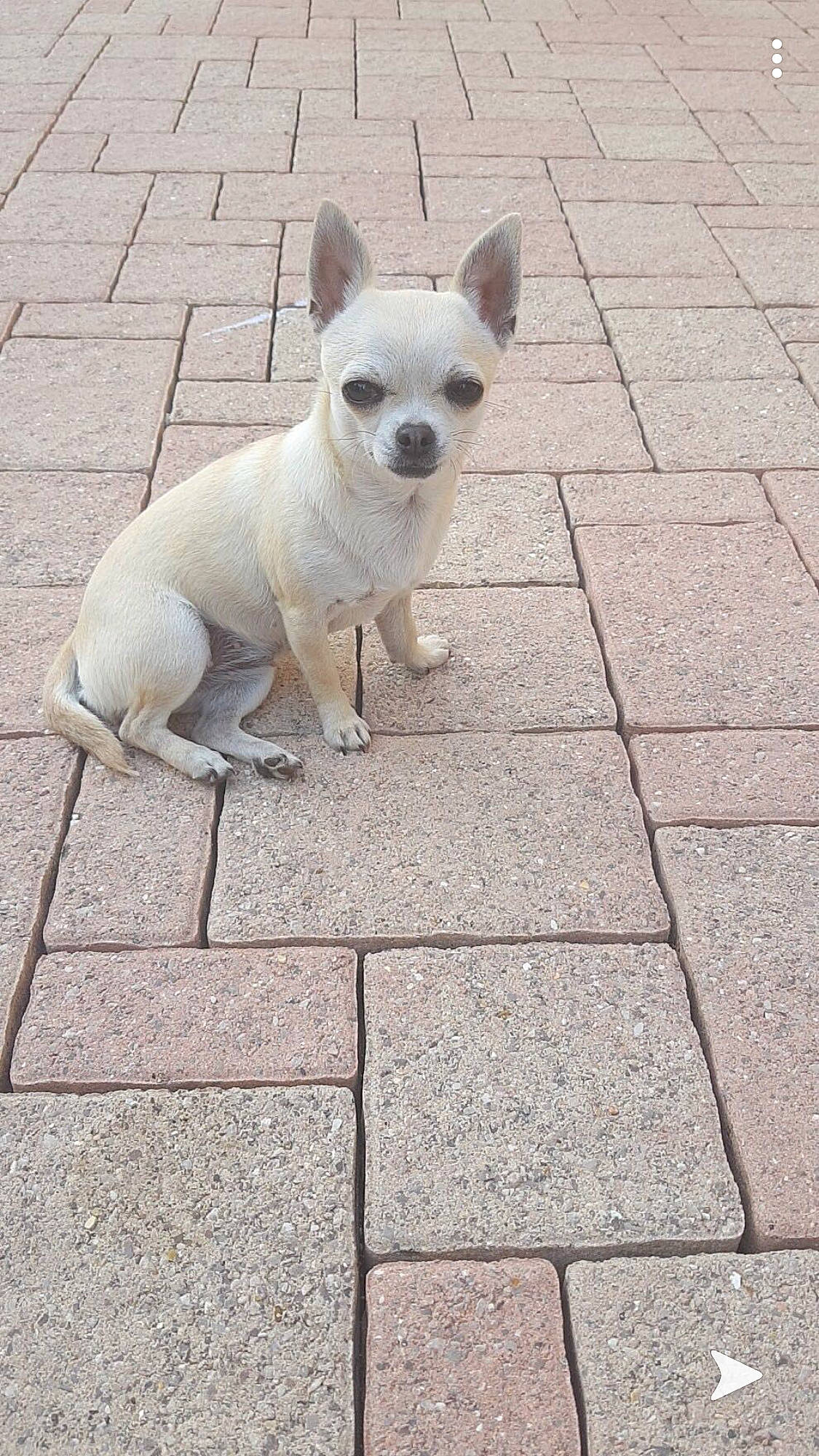 Gypsi a rejoint le concours — aidez-le/la à gagner de superbes lots ! ancient_dog_breeds, canidae, carnivore, chihuahua, companion_dog, dog, dog_breed, fawn, mammal, puppy, sidewalk, snout, tail, toy_dog