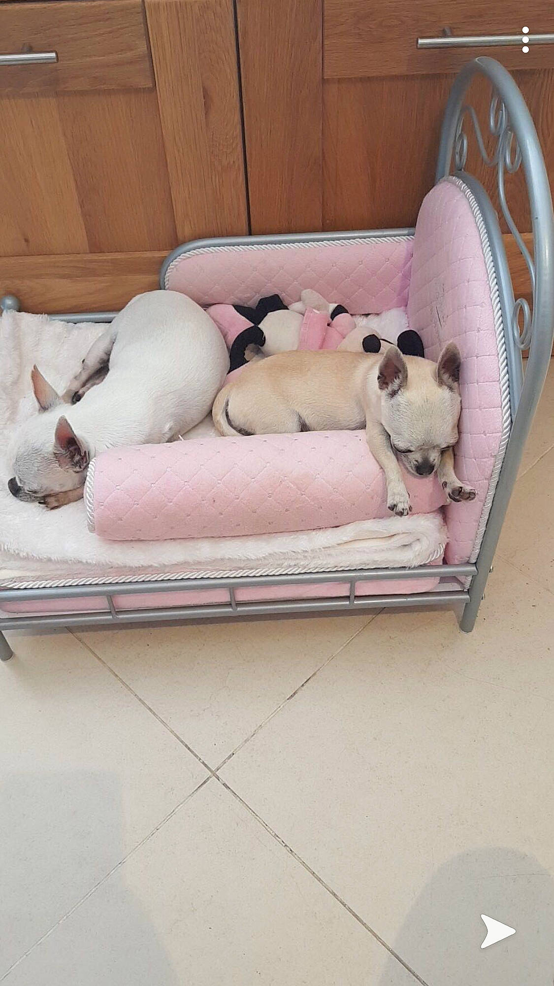 Gypsi a rejoint le concours — aidez-le/la à gagner de superbes lots ! canidae, carnivore, comfort, companion_dog, dog, dog_bed, dog_breed, fawn, french_bulldog, furniture, nap, non_sporting_group, puppy