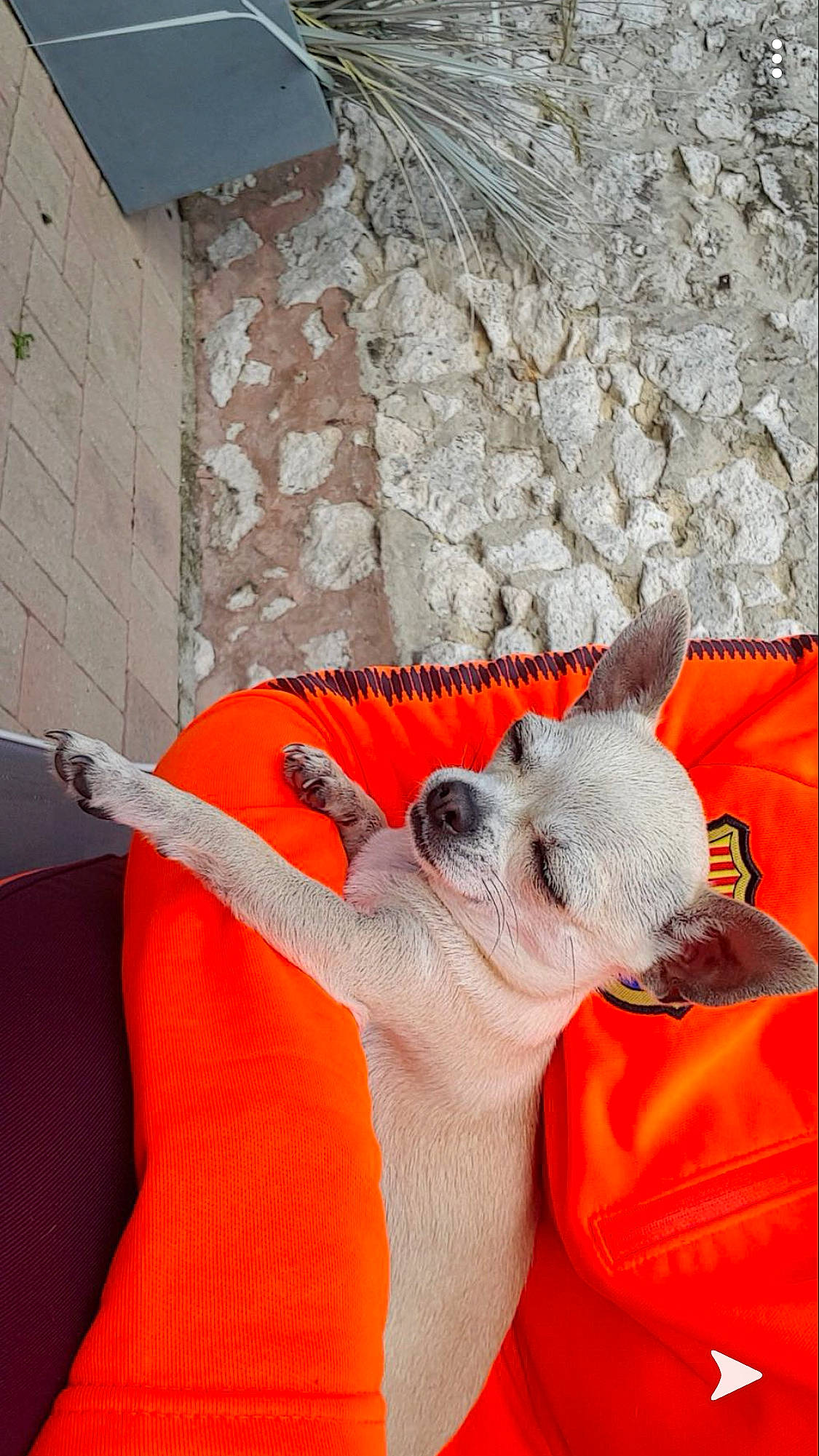 Gypsi participe au concours pour gagner de l'argent avec cette photo : canidae, fawn, orange, snout