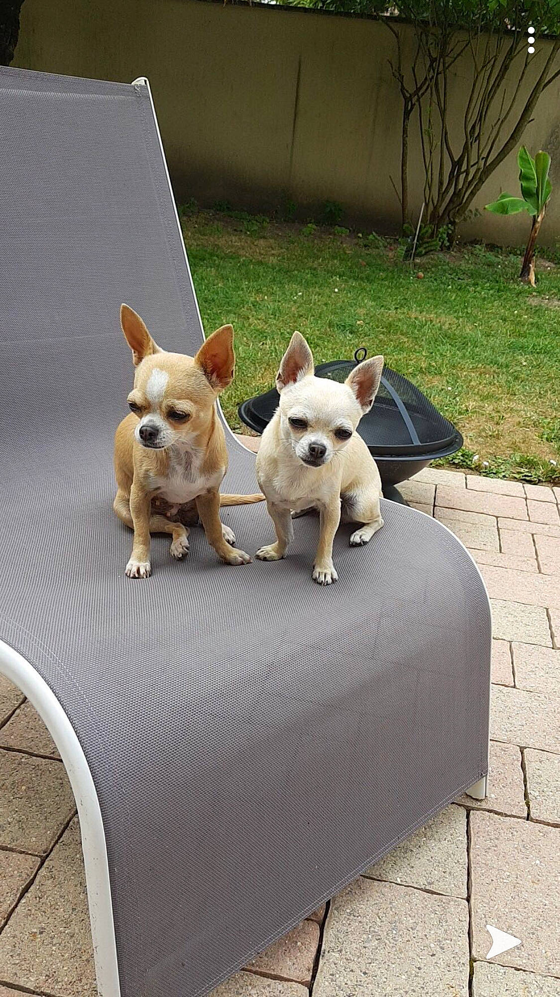 Gypsi participe au concours pour gagner de l'argent avec cette photo : canidae, carnivore, chihuahua, companion_dog, dog, dog_breed, fawn, french_bulldog, mammal, non_sporting_group, pembroke_welsh_corgi, snout, vertebrate