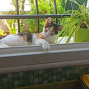 Aria a rejoint le concours — aidez-le/la à gagner de superbes lots ! cat, calico_cat, windowsill, plant, greenery, sunlight, outdoor, window, house, fence, curious, pet, animal, daylight, domestic, resting, paw, nature, leafy, home