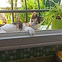 cat, calico_cat, windowsill, plant, greenery, sunlight, outdoor, window, house, fence, curious, pet, animal, daylight, domestic, resting, paw, nature, leafy, home