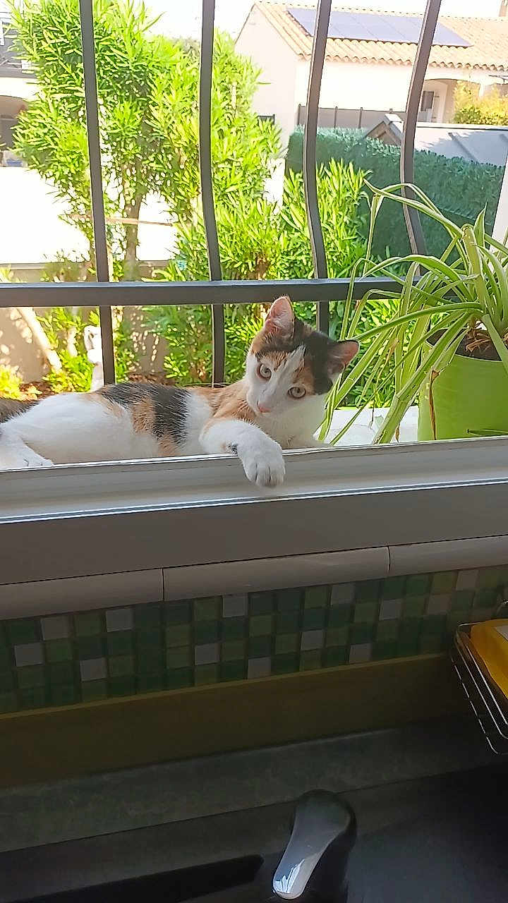 Aria a rejoint le concours — aidez-le/la à gagner de superbes lots ! cat, calico_cat, windowsill, plant, greenery, sunlight, outdoor, window, house, fence, curious, pet, animal, daylight, domestic, resting, paw, nature, leafy, home