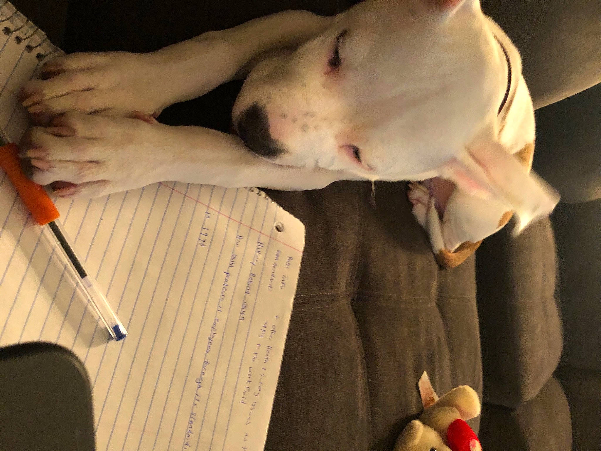 Pi is registered to the contest to win money with this photo: carmine, dog_breed, elbow, finger, fish, flesh, font, foot, gesture, hand, human, human_body, music, nail, office_supplies, thumb, toy, wood, writing, writing_implement