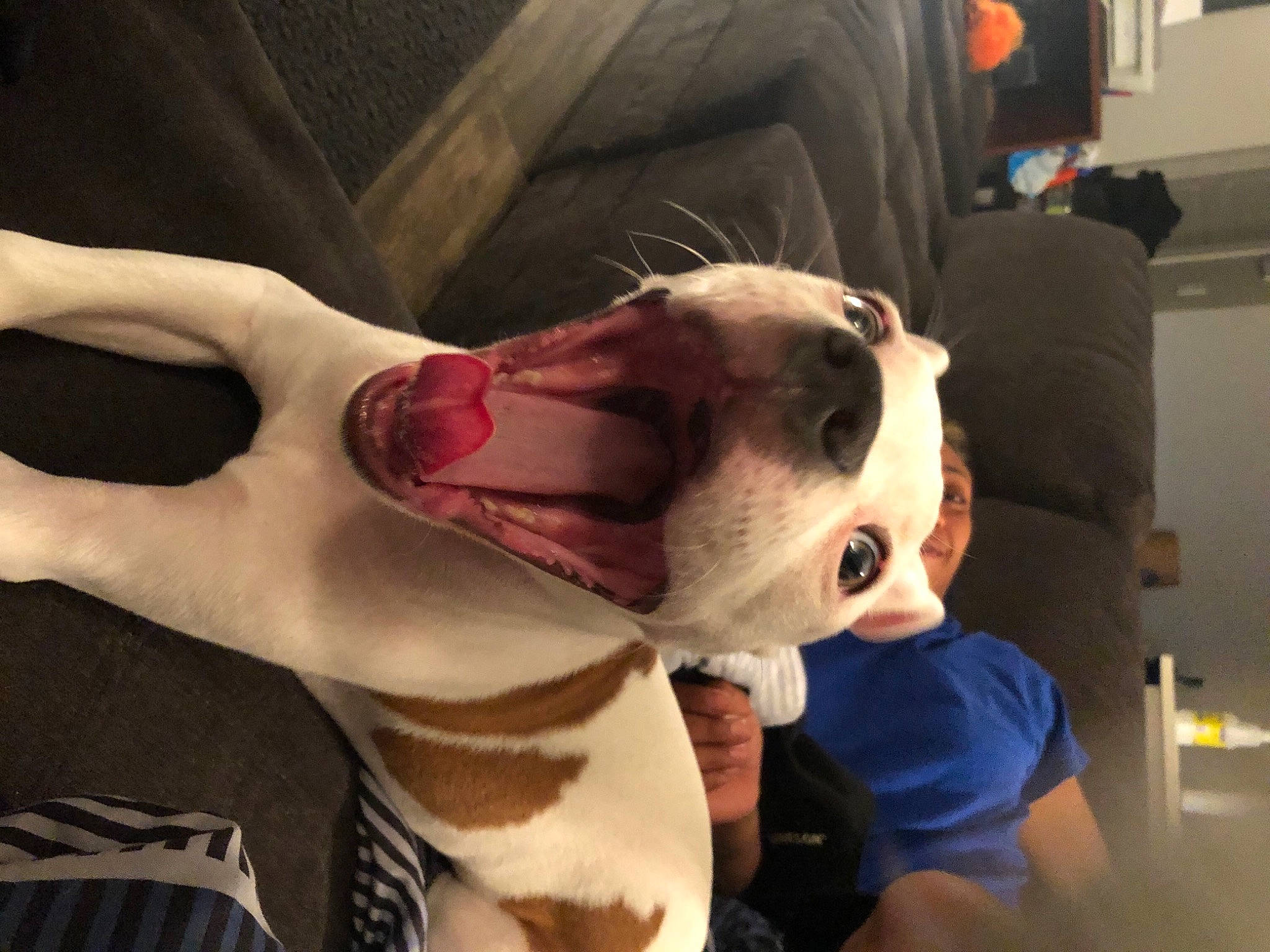 Pi joined the competition — help win amazing prizes! canidae, carnivore, collar, comfort, companion_dog, dog, dog_breed, ear, fang, fawn, felidae, flesh, fur, jaw, paw, snout, sporting_group, tail, whiskers, working_animal