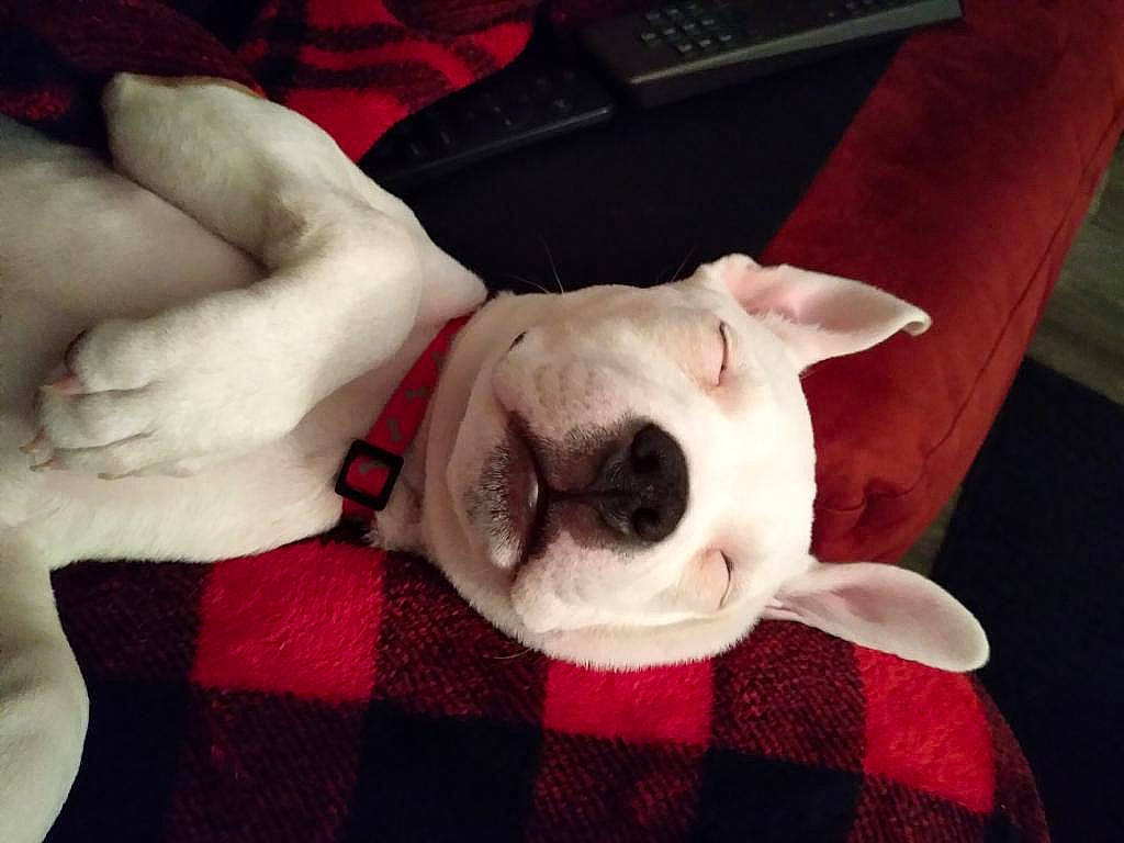 Pi is registered to the contest to win money with this photo: canidae, carmine, carnivore, comfort, companion_dog, dog, dog_breed, ear, fawn, fur, gesture, nail, plaid, snout, sporting_group, tail, tartan, toy_dog, whiskers, working_animal