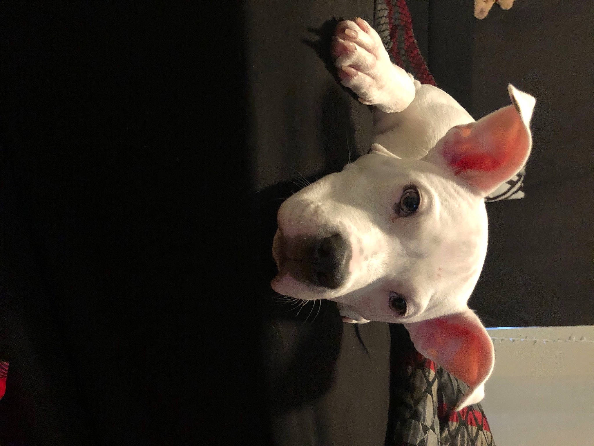 Pi joined the competition — help win amazing prizes! bull_terrier, bull_terrier_miniature, canidae, carmine, carnivore, companion_dog, darkness, dog, dog_breed, ear, entertainment, fawn, fur, nose, old_english_terrier, performing_arts, snout, sporting_group, whiskers, working_animal