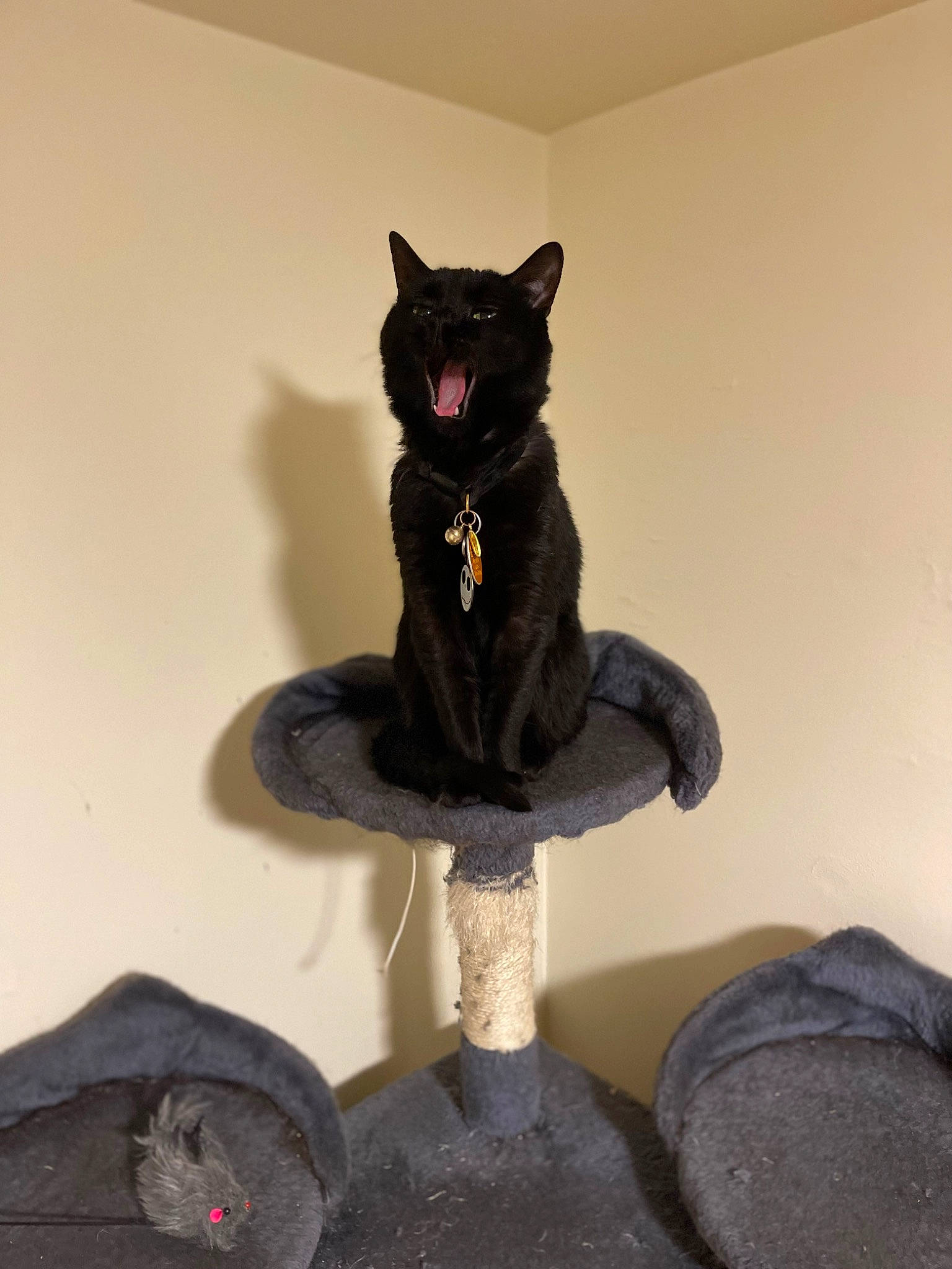 Umbreon joined the competition — help win amazing prizes! art, black_cat, bombay, carnivore, cat, fashion_accessory, felidae, fur, plant, sculpture, sitting, small_to_medium_sized_cats, stairs, tail, toy, tree, whiskers