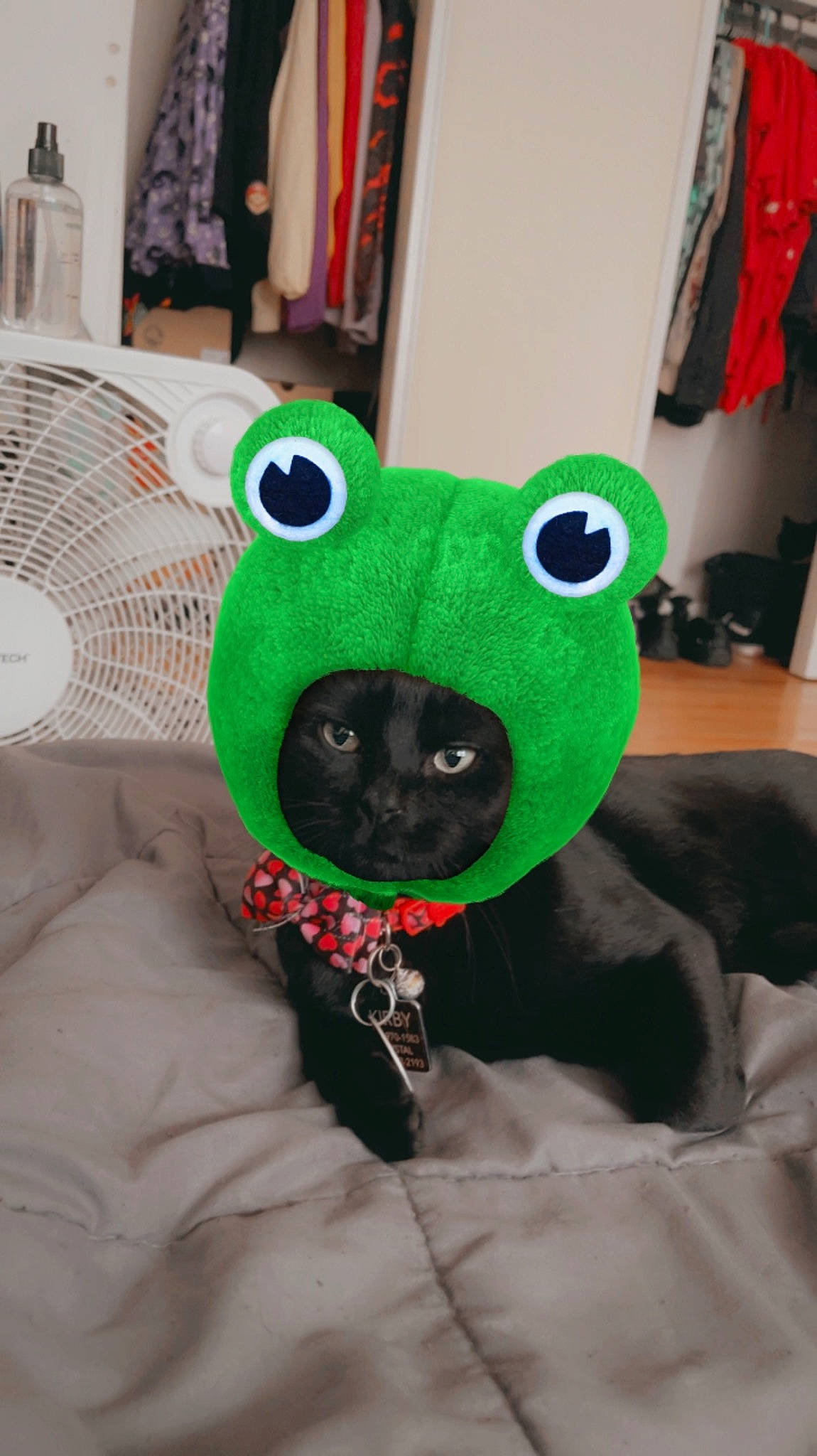 Voyd is registered to the contest to win money with this photo: bag, bear, costume_hat, fashion_accessory, fawn, felidae, fur, linens, mechanical_fan, pattern, personal_protective_equipment, plush, small_to_medium_sized_cats, snout, stuffed_toy, sunglasses, teddy_bear, terrestrial_animal, toy, whiskers